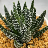 Haworthia Hard Leaf Donuts