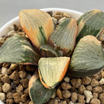 Haworthia Variegated 'Spring'