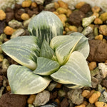 Haworthia Comptoniana Variegated Small Size