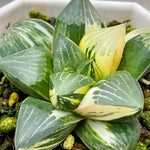 Haworthia Correcta SP Lark Variegated S Plant from offsets
