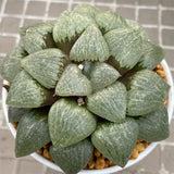 Haworthia Oyayubihime Other