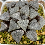 Haworthia Picta