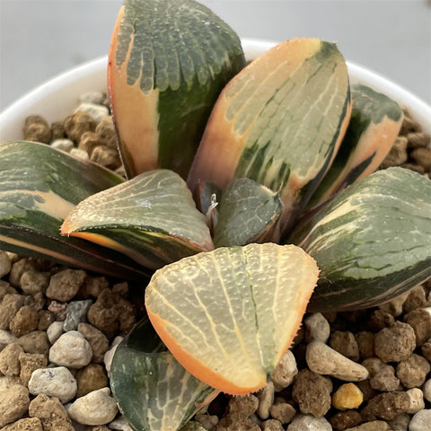 Haworthia Variegated 'Spring'