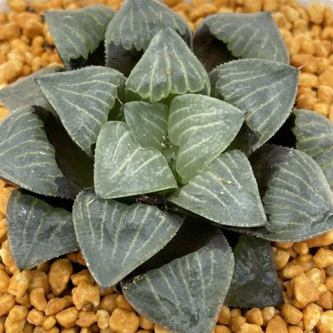 Haworthia Koumyouju Other