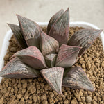 Haworthia Badia 'Benigasumi'