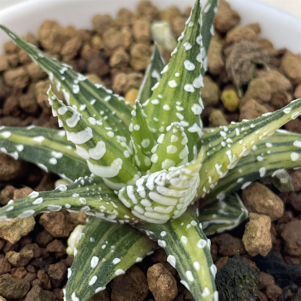 Haworthia Hard Leaf Zebra Variegated – ChinaHaworthia