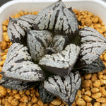 Haworthia Kyo-no-Koi Other