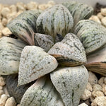 Haowrthia Picta Ounyu variegated