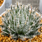 Haworthia cyanea Other