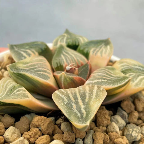 Haworthia Picta Red Sun Reverse Variegated