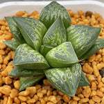 Haworthia Tutankhamen