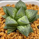 Haworthia Tutankhamen
