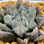 Haworthia White Fox - Other