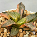 Haworthia Comptoniana Hagiwara Variegated S