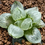 Haworthia Corn Poppy