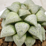 Haworthia Picta Mount Everest