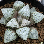 Haworthia Picta 'Hakusenden‘