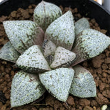 Haworthia Picta 'Hakusenden‘