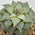 Haworthia Sleepy Koala Popular type