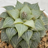 Haworthia Sleepy Koala Popular type