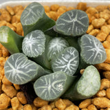 Haworthia Maughanii 'Hakucho‘