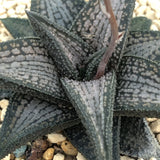 Haworthia  Hard Leaf Kintaikyo Mother Plant