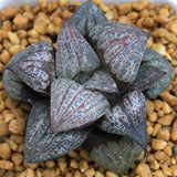 Haworthia Splendens ' Kintoun'