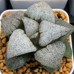 Haworthia Picta 'Shirabyoushi'