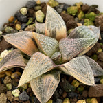 Haworthia Picta Shark Variegated