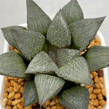 Haworthia Comptoniana 'Ice Crystal'