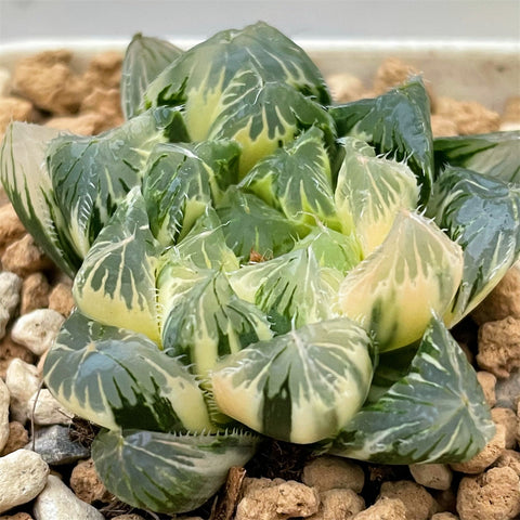 Haworthia Cooperi Variegated