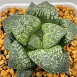 Haworthia  Comptoniana  'Kamen Butokai'