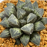 Haworthia Snowball Other