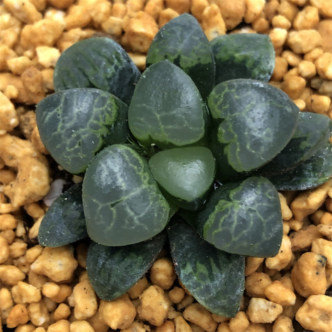 Haworthia Correcta 'cloud'