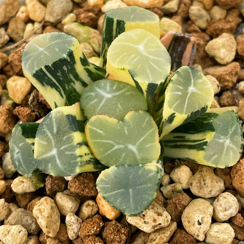 Haworthia Maughanii Gold Variegated