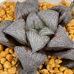 Haworthia Splendens