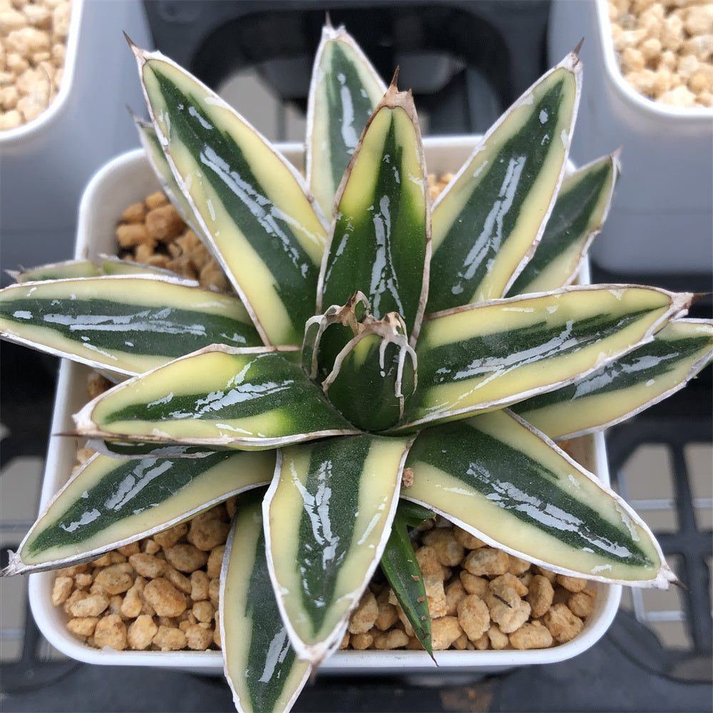 Agave KristPot クリストポット hybrid - メルカリ