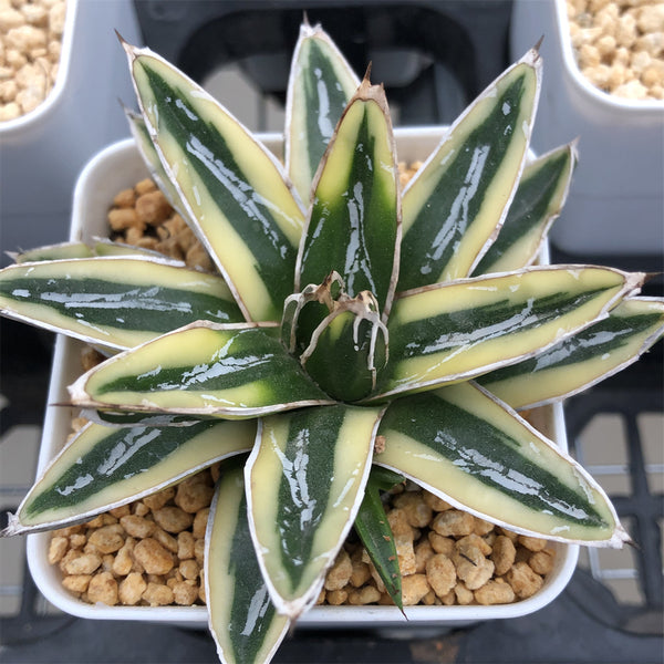 アガベ Agave victoriae-reginae 'Hyouzan' 231 RETAIL - Agave victoriae-reginae – Cistus Nursery