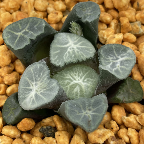 Haworthia Maughanii 'Tenku'