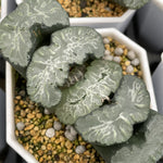 Haworthia Truncata 'Michinaga'
