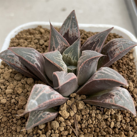 Haworthia Badia 'Beniorizuru'