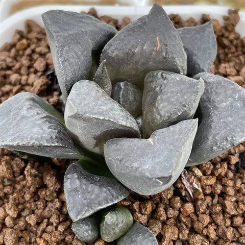 Haworthia 'Black Lady' Other