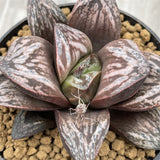 Haworthia Splendens Large Leaf Inca Rose