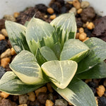 Haworthia Correcta Variegated