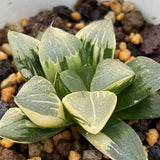 Haworthia Correcta Variegated