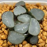 Haworthia Maughanii 'Purple Lens'