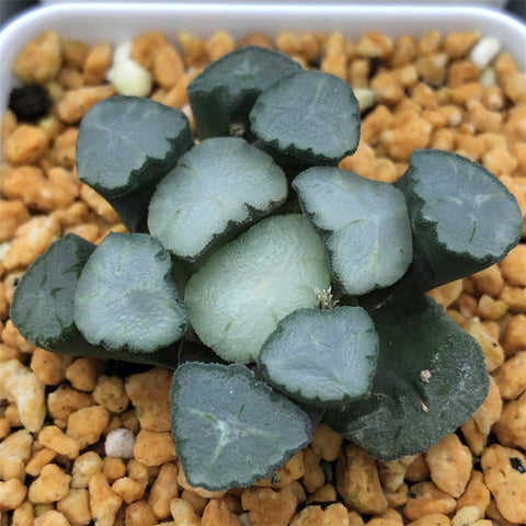 Haworthia Maughanii 'Amaterasu‘