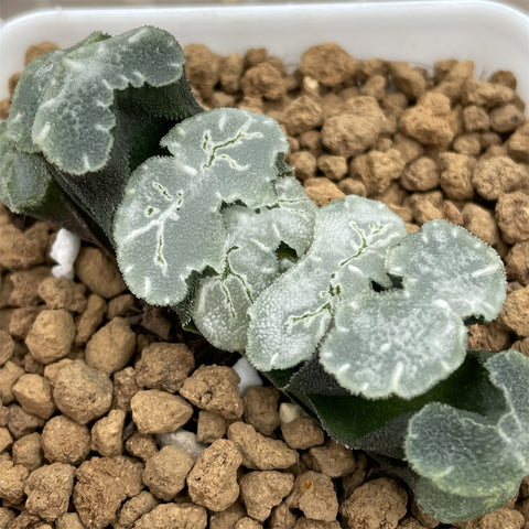 Haworthia Truncata 'Midaregami'