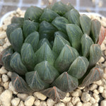 Haworthia Dragon Scales Other