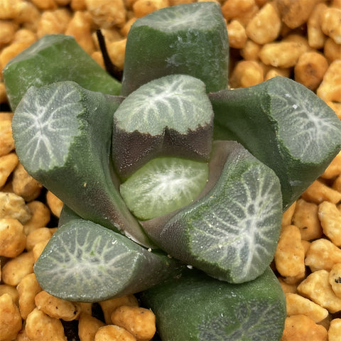 Haworthia Maughanii 'Nunobiki'